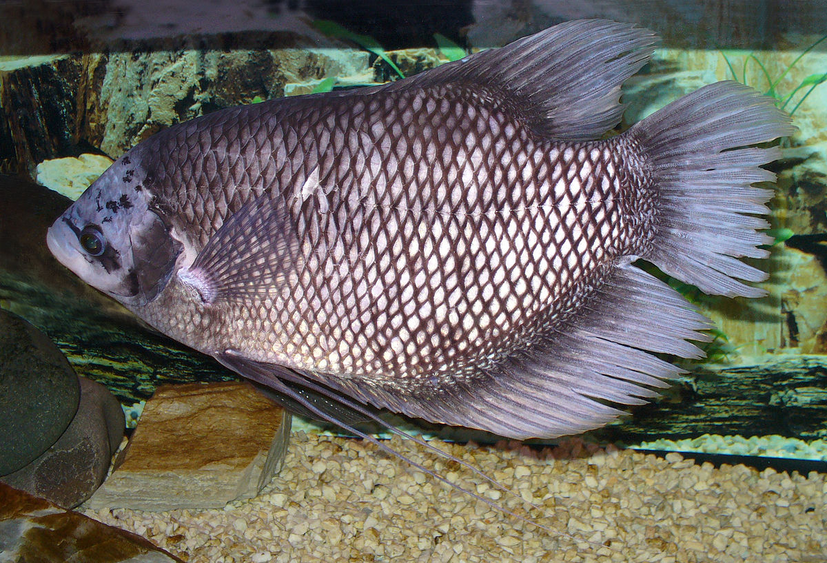 Ikan Gurame