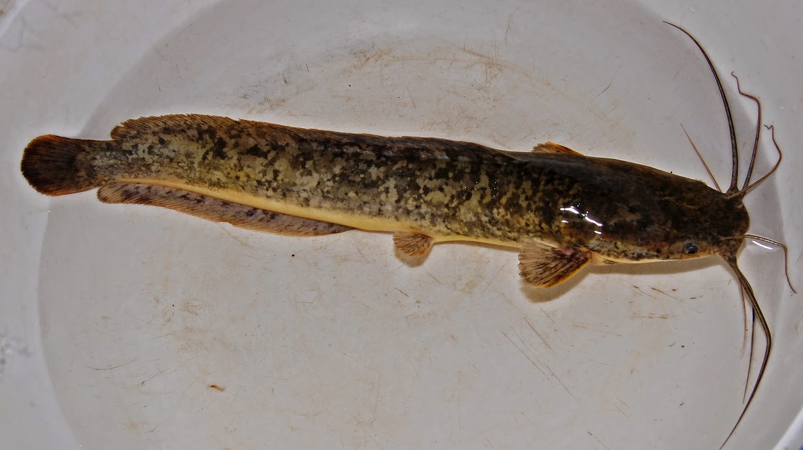 Ikan Lele Dumbo