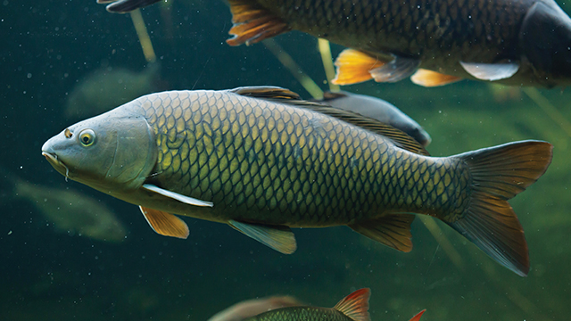 Ikan Mas
