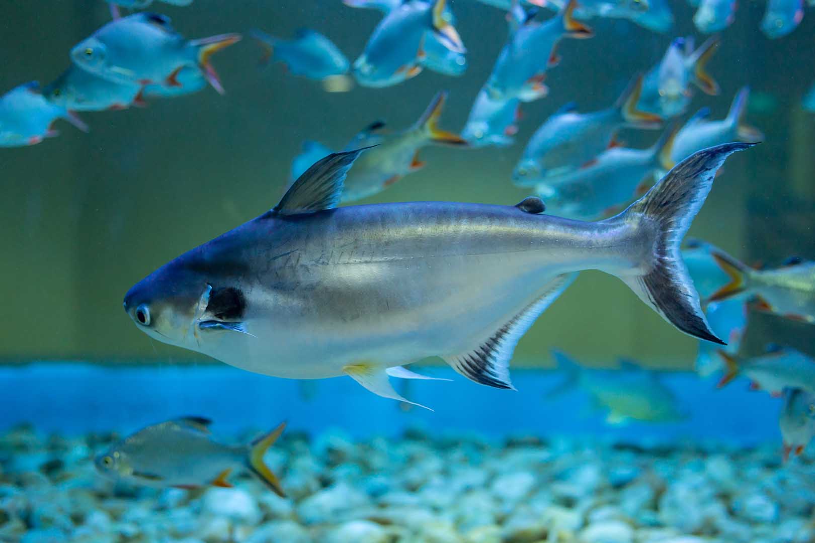 Ikan Patin