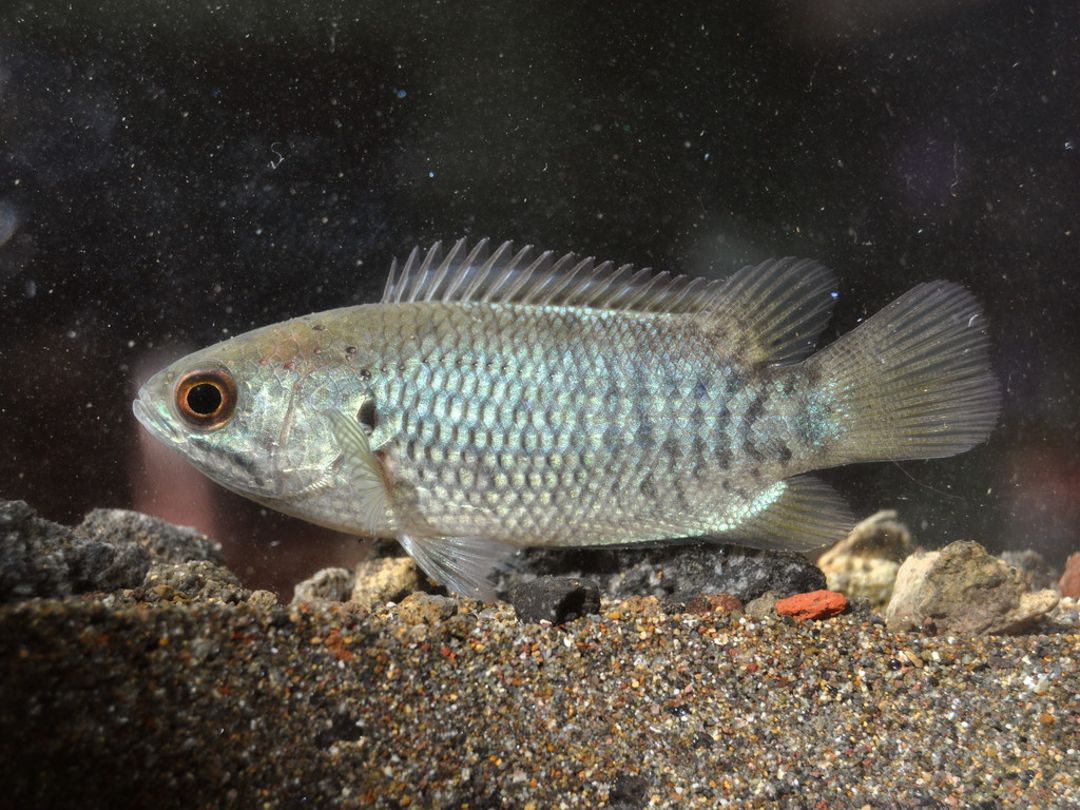 Ikan Betik