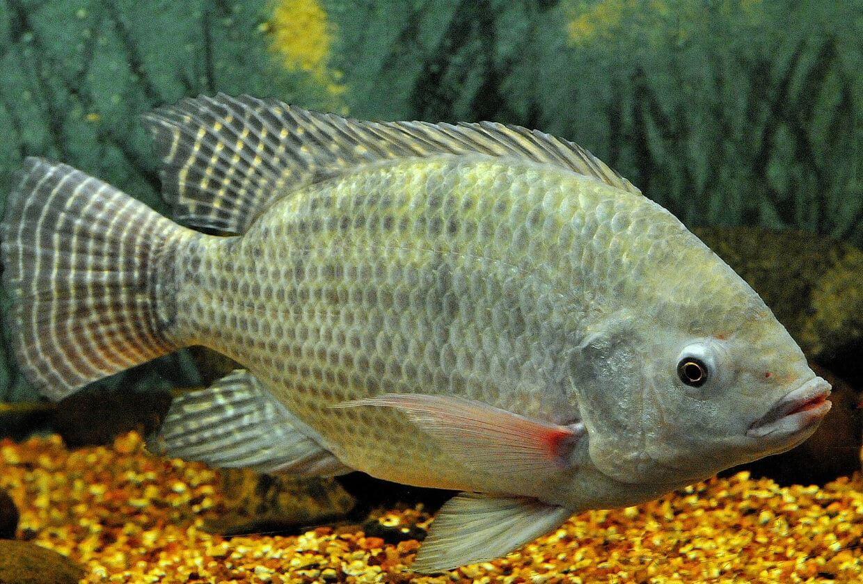 Ikan Nila